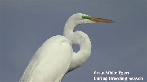 egret white color|great egret color chart.